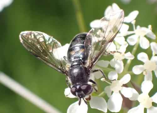 Réf. 334 154 : Pipiza noctiluca